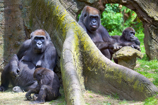 Group Of Mountain Gorillas With Babies