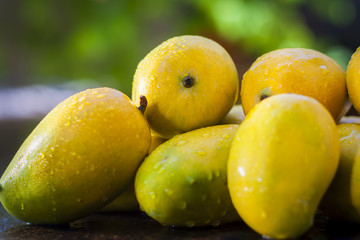 Popular Kesar Mangoes.with light green  backround, isolated, selective focus, shallow depth of...