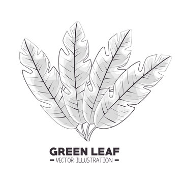 green leafs isolated design 