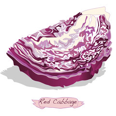 Obraz premium red cabbage vector isolated