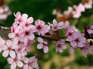 crab-apple tree blossoming
