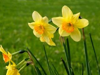 yellow daffodils