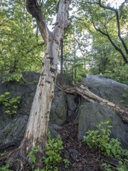 Forest scene in spring
