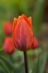 Orange tulip with raindrops and  beautiful pattern on the petals