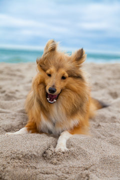 shetland sheepdog on the beach