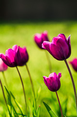 Obraz premium Amazing spring floral background, violet tulip flowers
