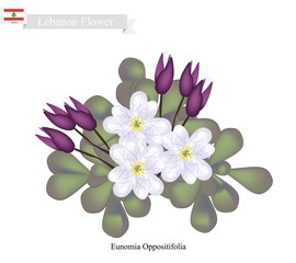Eunomia Oppositifolia, One of Popular Flowers in Lebanon