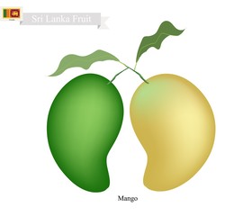 Fresh Mango, A Famous Fruit in Sri Lanka