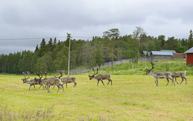 Naklejka na ściany i meble Herd of reindeer. Posio, northern Finland