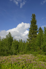 Fototapeta premium Forest glade