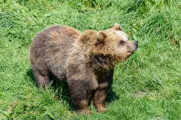 Brown Bear (Ursus arctos) watching the honey pot