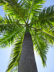 Naklejka premium Royal palm. Roystonea regia. Inhambane, Mozambique, Southern Africa