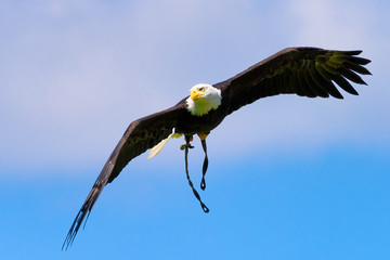 Bald eagle (Haliaeetus leucocephalus) gliding through the blue sky