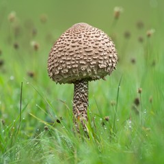 junger Riesenschirmling / young macrolepiota