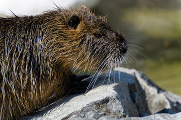 Close up of a river rat, Nutria (Myocastor coypus) sitting on stone in the sun