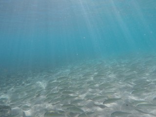 Fototapeta na wymiar Fish under water in ocean