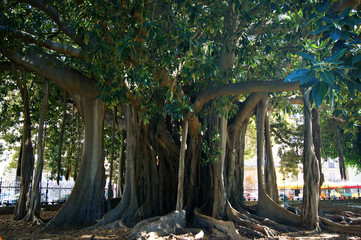 Giant ficus in the park Palermo, Sicily

