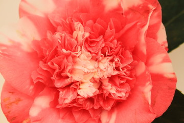 camellia fiore tropicale asiatico