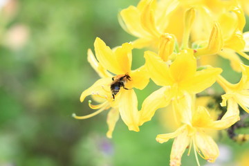 Obraz na płótnie Canvas Yellow Azalea flowers with a bee on it