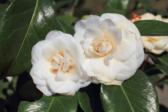 camellia fiore tropicale asiatico