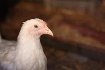 Young Leghorn hen closeup portrait