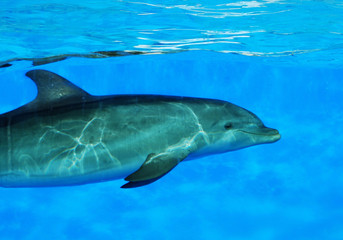 Delfín en el agua, mamífero acuático, cetáceos