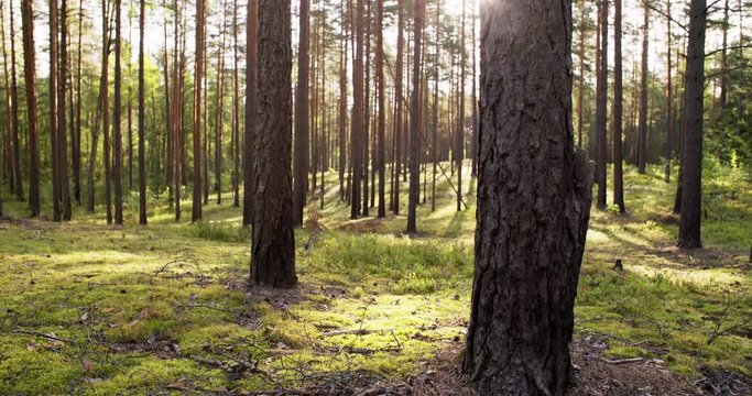 summer pine forest in sunny day dolly shot, shot in 4k prores 60fps