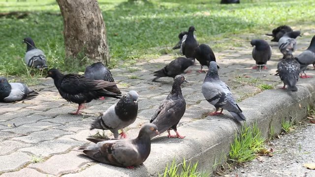 Group of pigeon in the garden