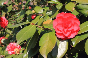 camellia fiore tropicale
