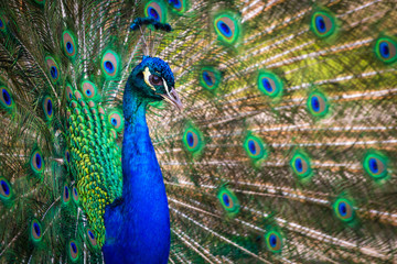 Fototapeta na wymiar Peacock (Indian peafowl)