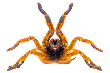 Pterinochilus murinus tarantula © Karolina Chaberek