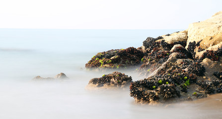mussels on the rocks emerge from the fog almost unreal © ChiccoDodiFC