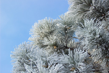 Cones in the snow-covered fir branches a blue sky background.