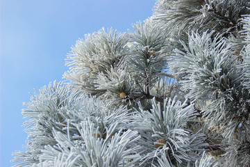 Cones in the snow-covered fir branches a blue sky background.