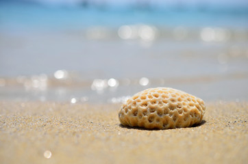 lose up dried coral on tropical beach with bokeh sun light wave background. Shallow depth of field.