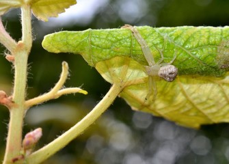 White translucent spider on a leaf