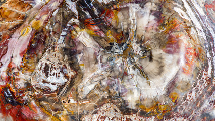 Versteinertes Holz - Textur