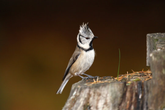 cincia dal ciuffo parus cristatus uccello passeriforme paride ricerca cibo  in mangiatoie inverno pontresina parco nazionale engadina svizzera