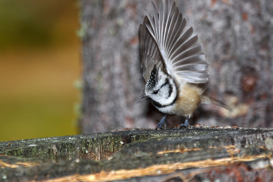 cincia dal ciuffo parus cristatus uccello passeriforme paride ricerca cibo  in mangiatoie inverno pontresina parco nazionale engadina svizzera