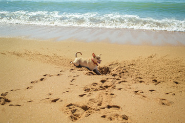 Dog digging a hole in the sand at the beach on summer holiday vacation 