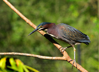A Green Heron hunts fish from overhanging branches waiting patiently till a fish swims by.