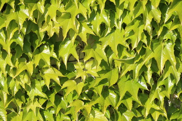 Wilder Wein, Parthenocissus tricuspidata, Kletterpflanze, Jungfernrebe, Mauerkatze,