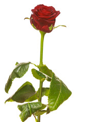 Obraz premium Red rose flower isolated on white