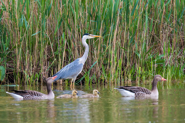 Graureiher (Ardea cinerea) in seinem Jagdgebiet am Teich zusammen mit einer Graugans Familie (Anser anser)