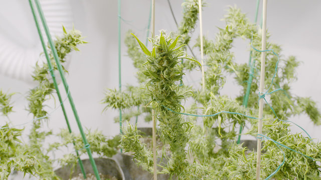 Stocks of Fat Buds on Marijuana Plants at Indoor Cannabis Farm 