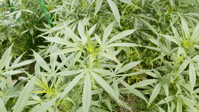 Background Texture of Marijuana Plants at Indoor Cannabis Farm 