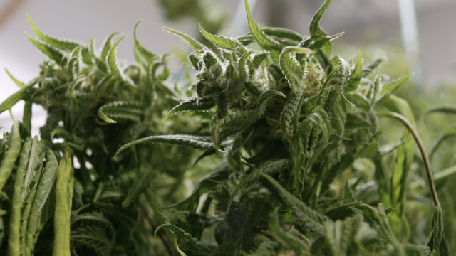 Large Marijuana Bud With Red Hairs In Indoor Grow Farm