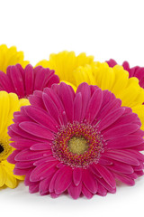 yellow and pink daisy flowers