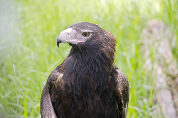 wedge tailed eagle