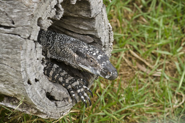 lace monitor